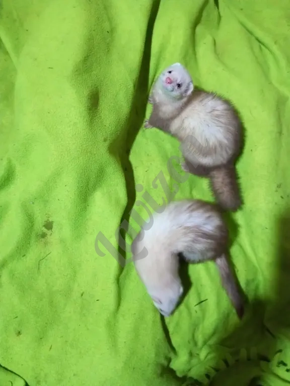 соболь норка