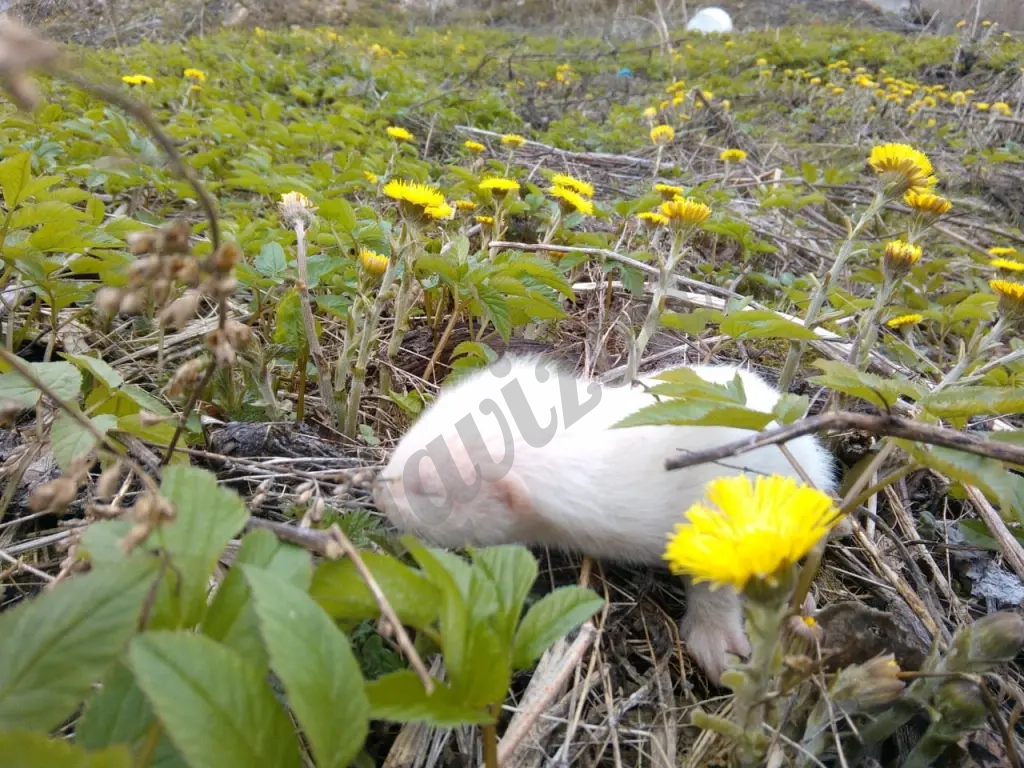 соболь норка