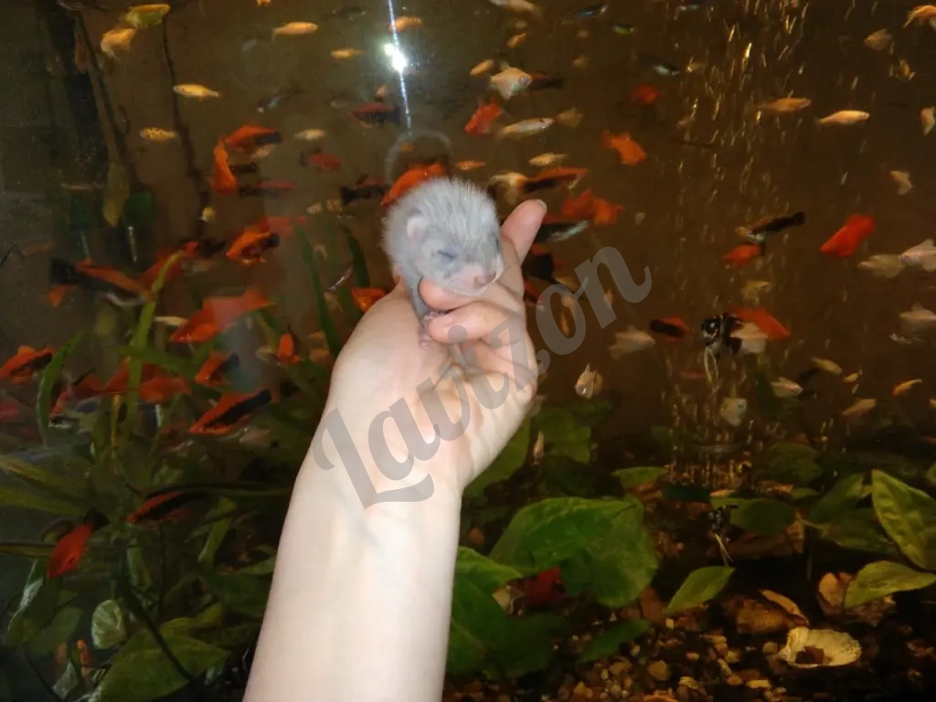 соболь норка