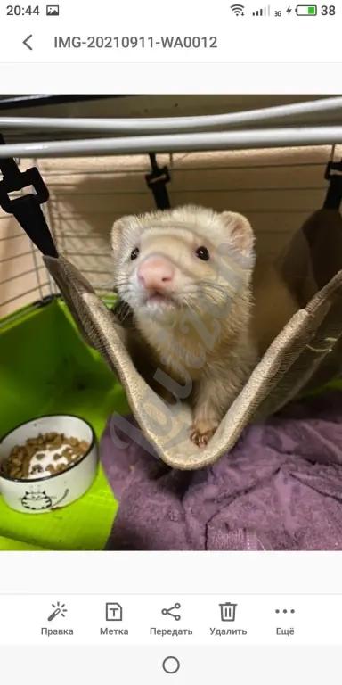 соболь норка