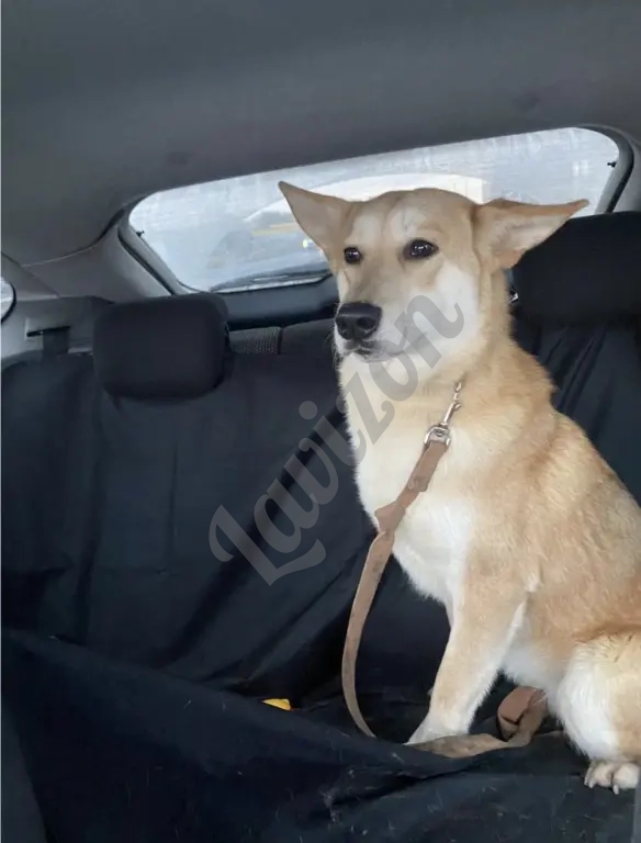 Зоотакси. Москва. Подмосковье. Межгород