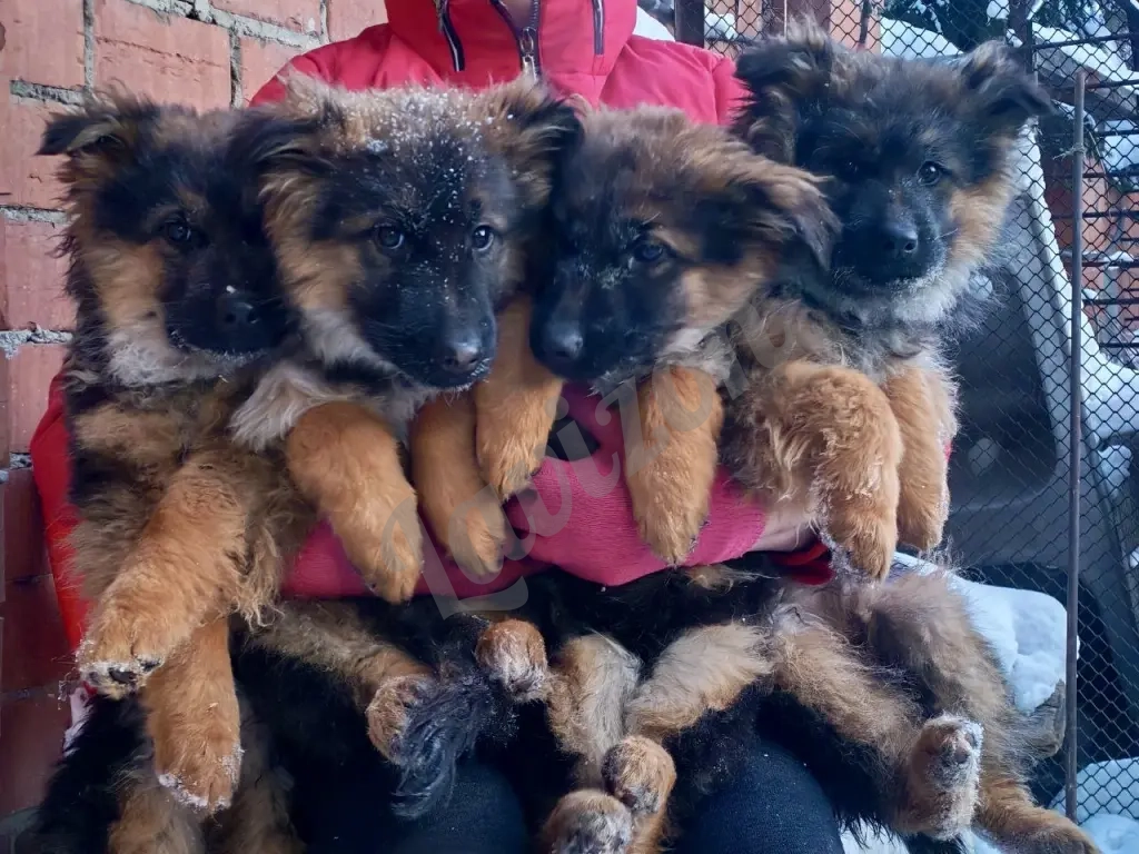 Немецкая овчарка. Щенки в иркутске