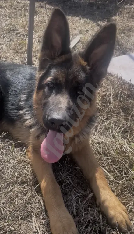 Щенки немецкой овчарки в иркутске