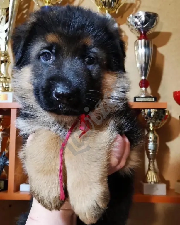 Щенки немецкой овчарки в иркутске