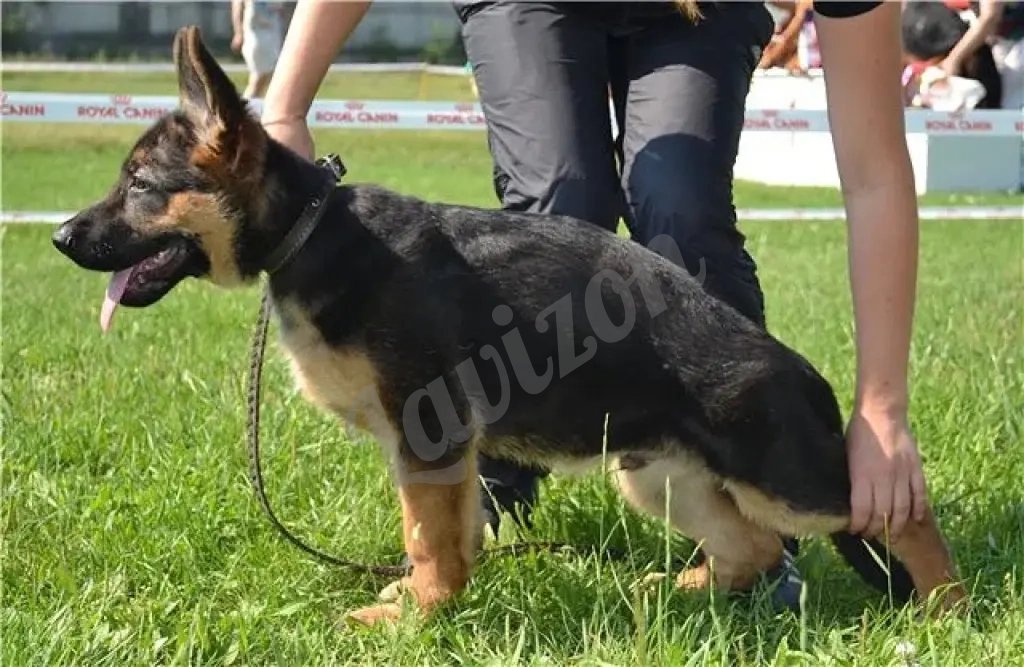 Щенки немецкой овчарки в иркутске