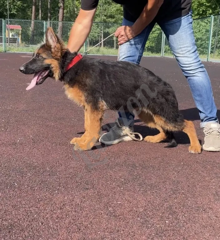 Щенки немецкой овчарки в иркутске