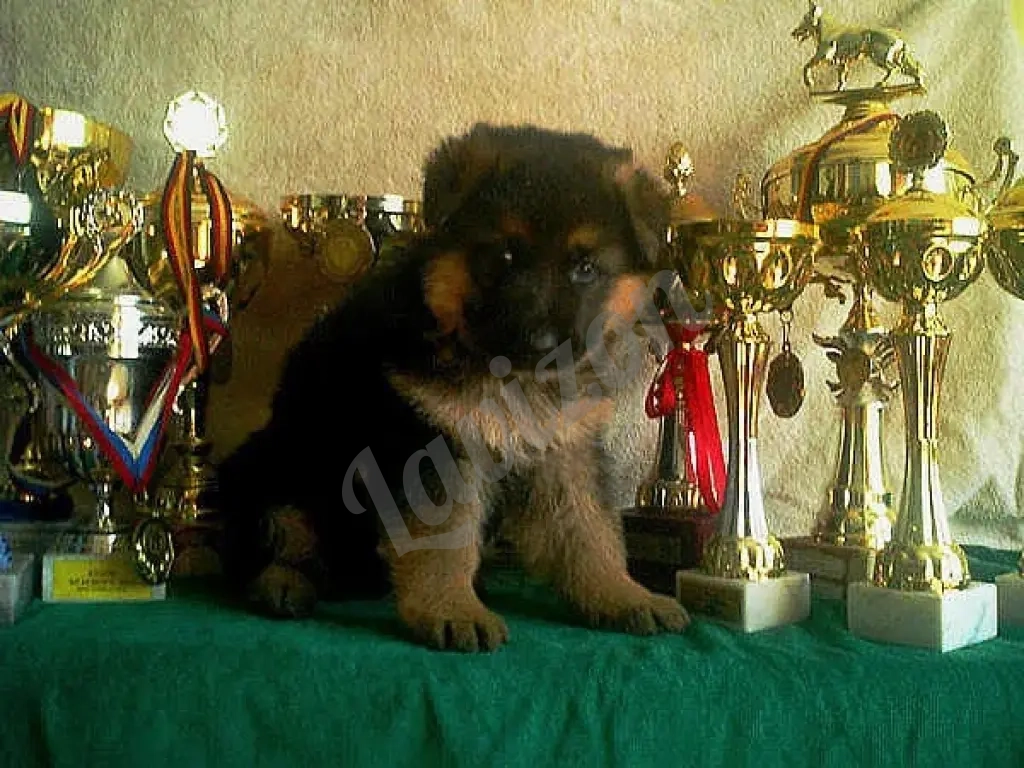 Щенки немецкой овчарки в иркутске