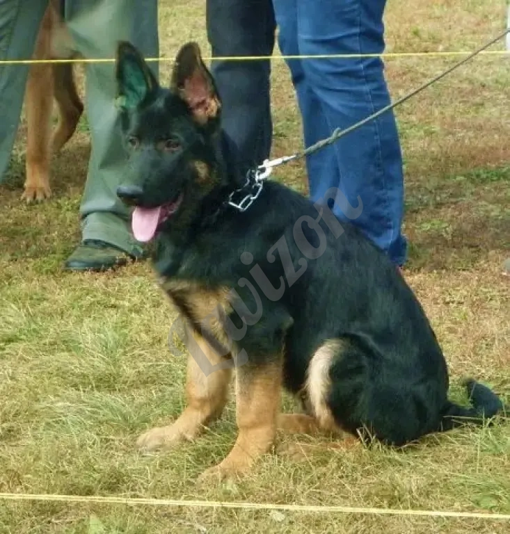 Щенки немецкой овчарки в иркутске