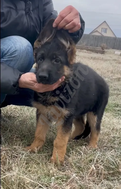 Щенки немецкой овчарки в иркутске