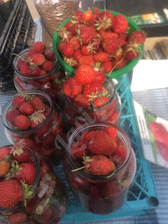 Саженцы клубники