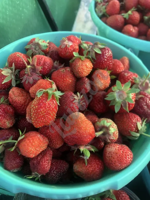 Саженцы клубники